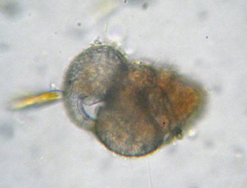 I Foraminifera come non li avevo mai visti!